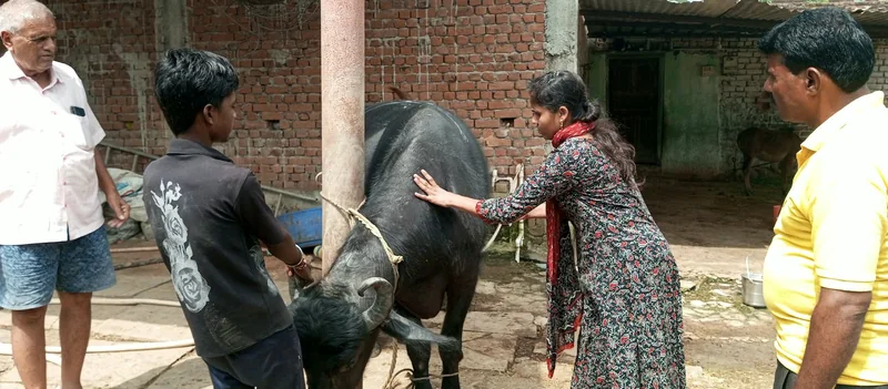 सेवा संकल्प अभियान के तहत पसला एवं केल्हारी में पशु चिकित्सा शिविर आयोजित